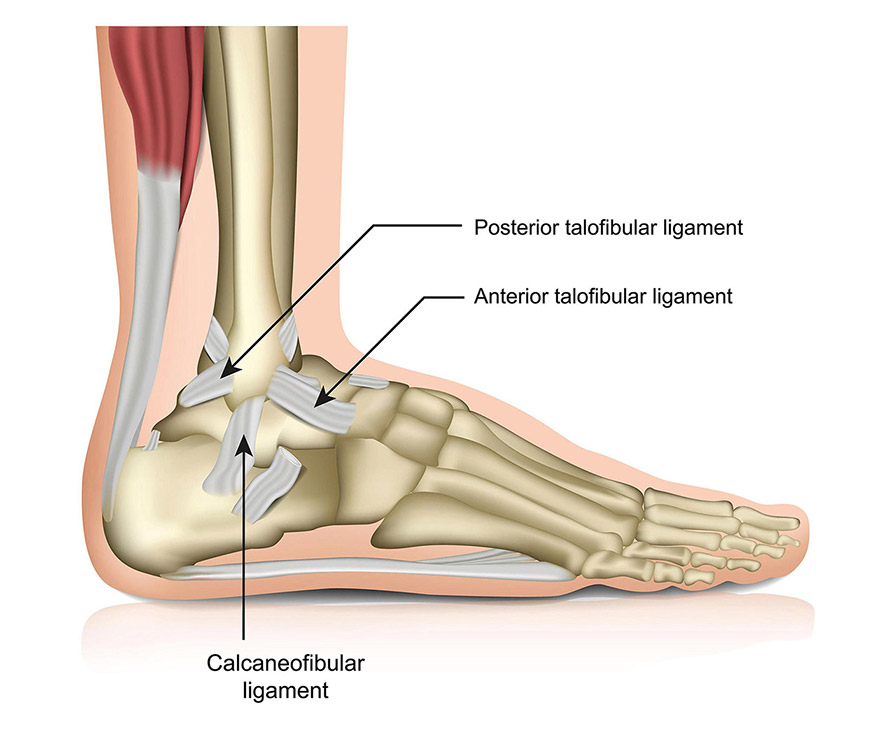 diagram of ankle ligaments