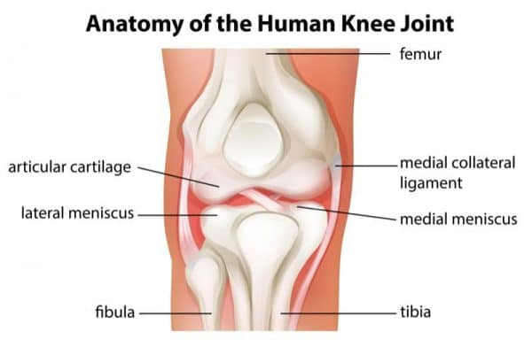 anatomy of the human knee joint